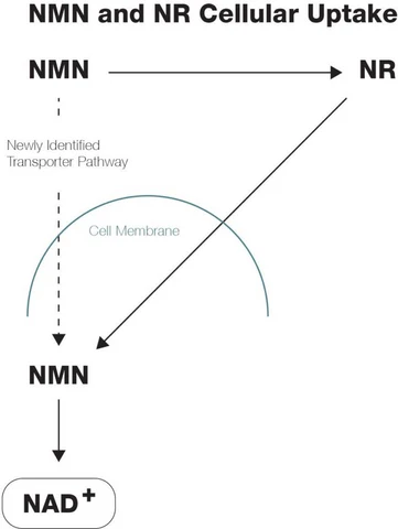 NMN vs NR: The Differences Between These 2 NAD+ Precursors