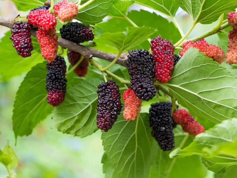 What is Mulberry Leaf Protein Peptide