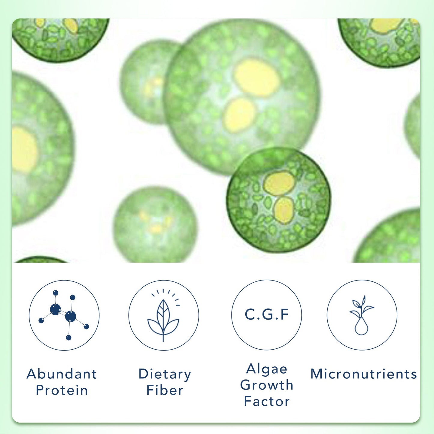 Misspep Super Chlorella Capsules