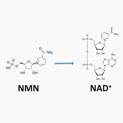 Misspep Anti-Aging NMN 9000 Capsules
